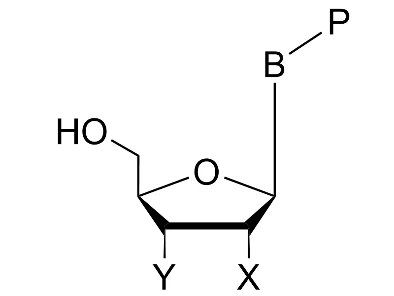 Base Protected Nucleosides