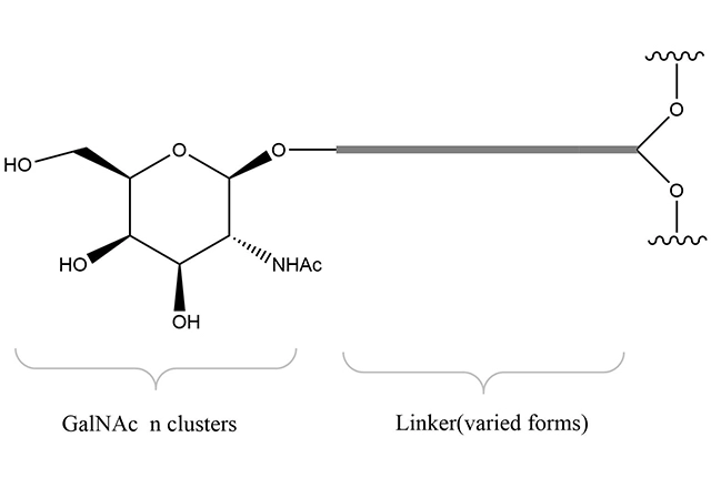 GalNAc