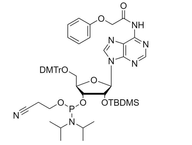 rA(PAc) Phosphoramidite