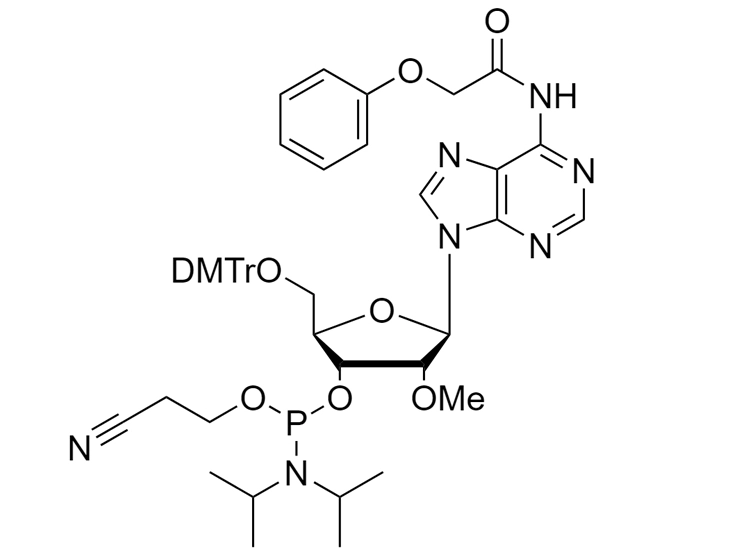 2'-OMe-A(PAc) Phosphoramidite